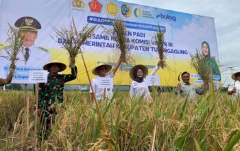 Ketua Komisi VI DPR RI, Mengikuti Panen Raya Di Kabupaten Tulungagung