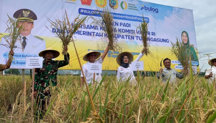 Ketua Komisi VI DPR RI, Mengikuti Panen Raya Di Kabupaten Tulungagung