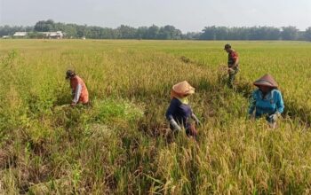 Bulog Tulungagung Antisipasi Dampak El nino Dengan Mengamankan 41 ribu ton Gabah Untuk 2 tahun Kedepan.