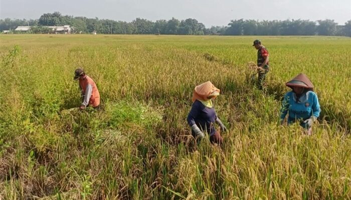 Bulog Tulungagung Antisipasi Dampak El nino Dengan Mengamankan 41 ribu ton Gabah Untuk 2 tahun Kedepan.