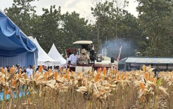 Presiden RI hadiri Panen Raya Jagung Di Kabupaten Tuban.