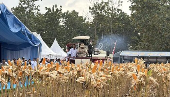 Presiden RI hadiri Panen Raya Jagung Di Kabupaten Tuban.