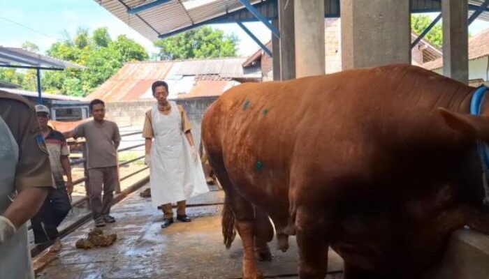 Dinas Ketahanan Pangan Dan Peternakan Kabupaten Kediri Turun Gunung Awasi Kelayakan Daging Kurban.