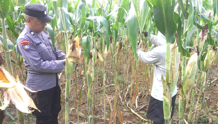 Wujudkan Swasembada Pangan Bhabinkamtibmas Desa Dono Kecamatan Sendang Mengawal Penanaman Jagung Di Lahan Desa Binaan