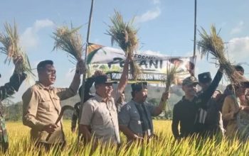 Plt Bupati Tulungagung Hadiri Tradisi Petik Padi, Komitmen Perkuat Ketahanan Pangan dan Sejahterakan Petani
